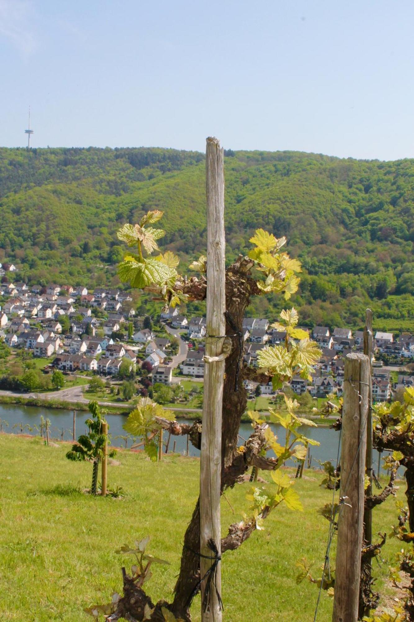 Ferienwohnung Auf Der Moselhoehe - Naehe Koblenz Und Cochem Dieblich Dış mekan fotoğraf