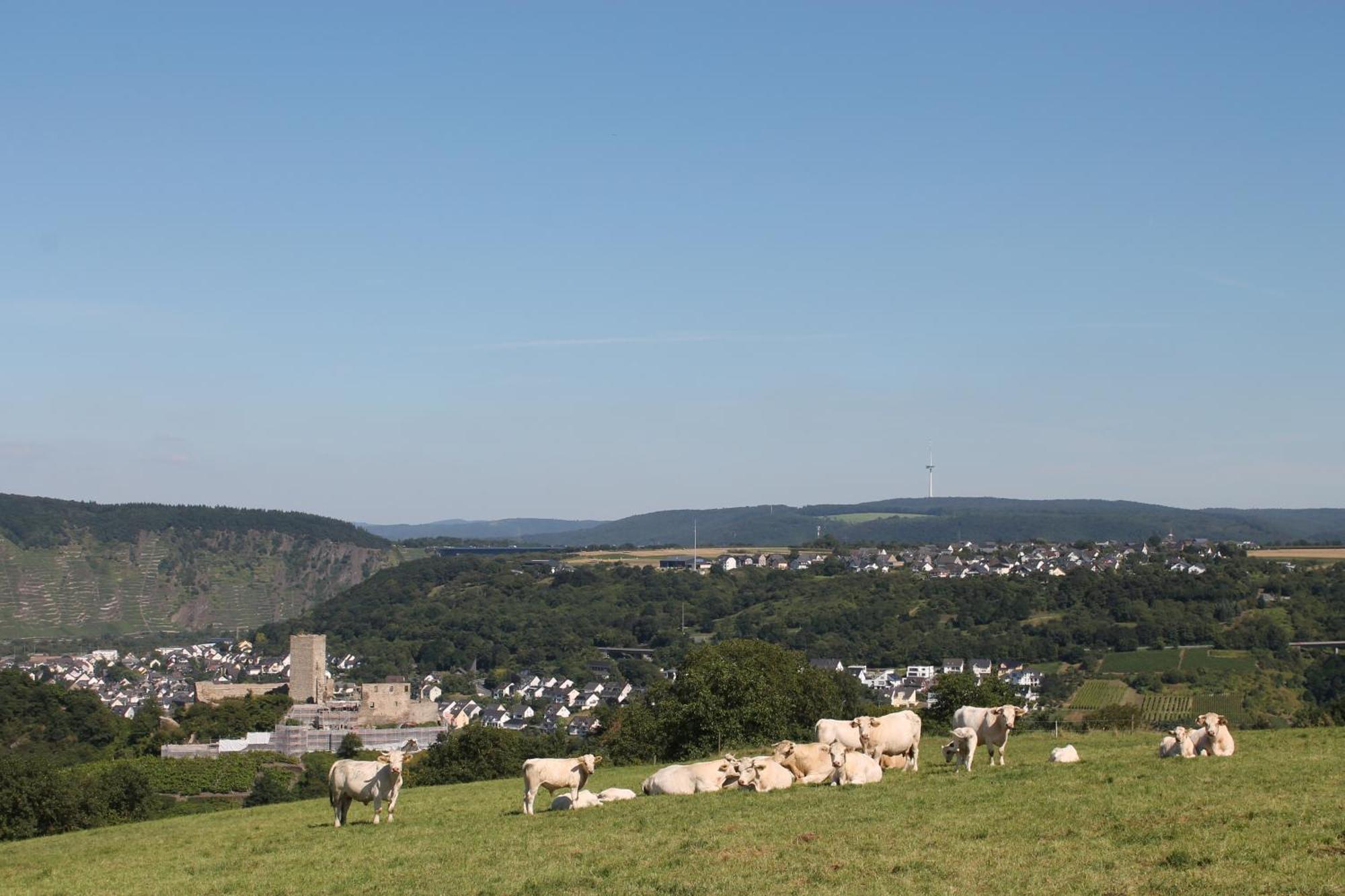 Ferienwohnung Auf Der Moselhoehe - Naehe Koblenz Und Cochem Dieblich Dış mekan fotoğraf